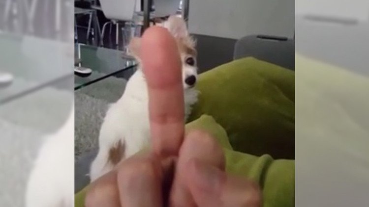 Este perro odia que le saquen el dedo 