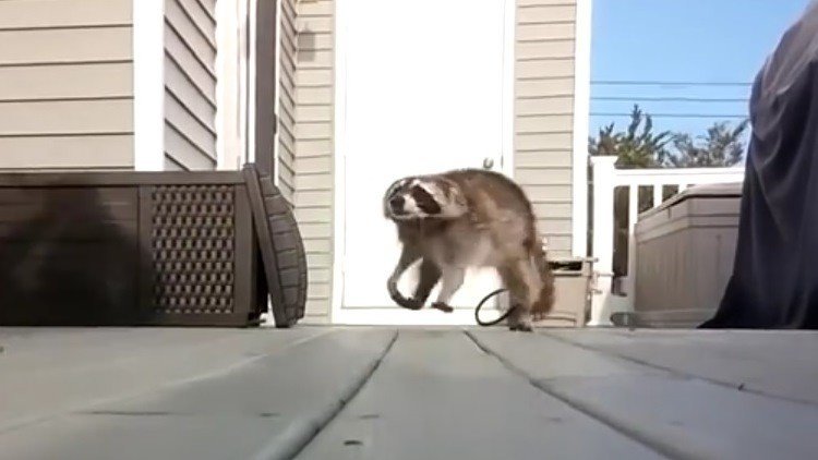 El mapache contraataca