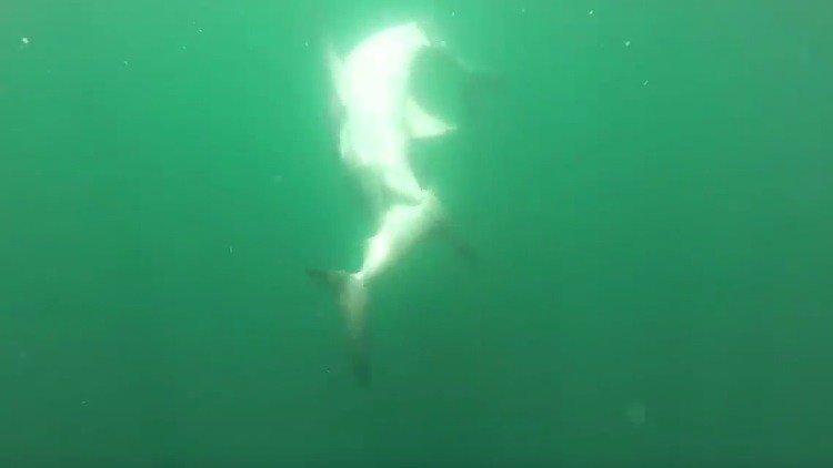 Combate a vida o muerte entre dos tiburones 