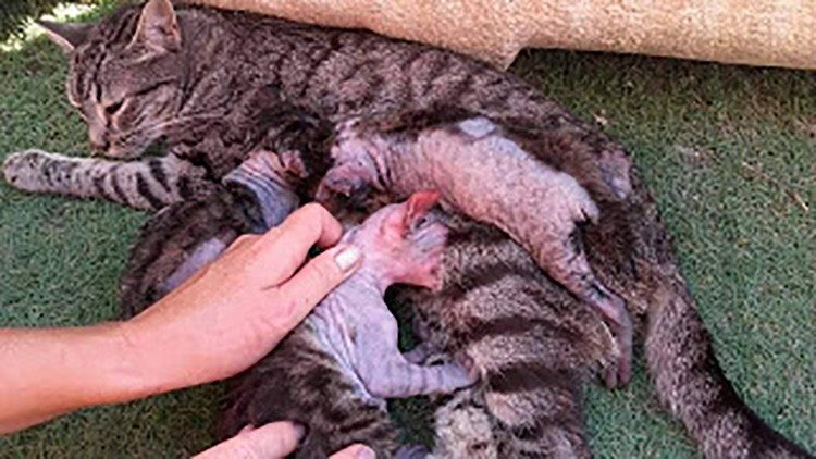 Fotos chocantes: El dueño de un restaurante español quema con ácido a cuatro gatos recién nacidos