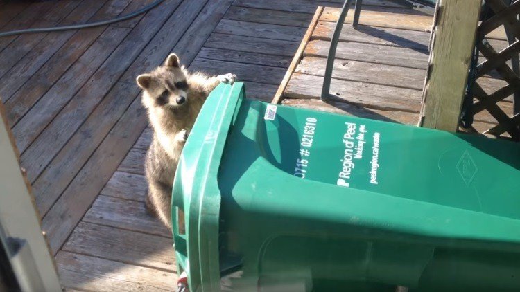 Un mapache se lleva a rastras un cubo de basura