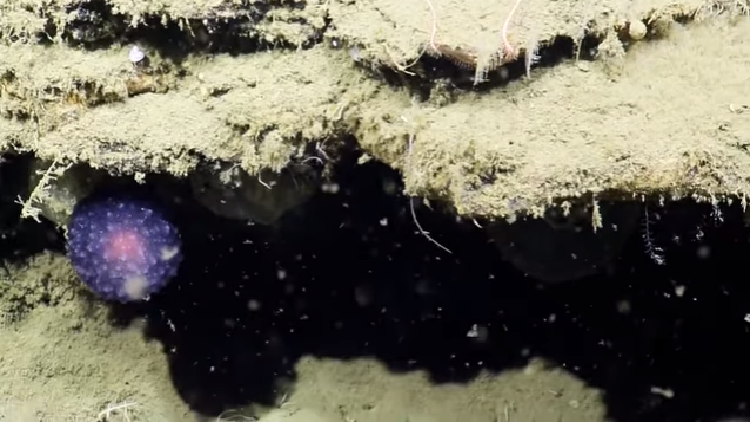 VIDEO: Hallan una misteriosa esfera púrpura de origen desconocido en el fondo del océano