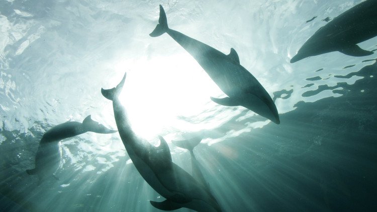 Descubren una nueva especie de ballena con hocico de delfín y solo cuatro dientes