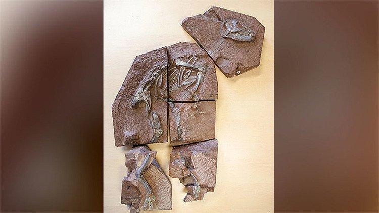 Un dinosaurio como nunca visto: Escanean con la tecnología más moderna un fosil de 200 millones años