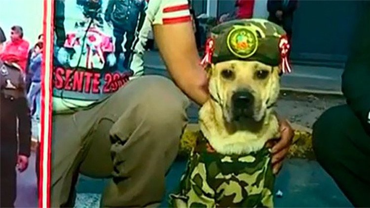 Video: Un perro capta todas las miradas de la Parada Militar peruana