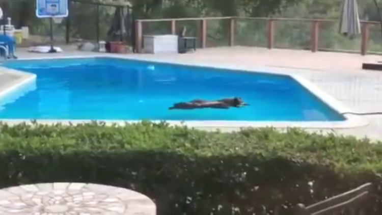 Un oso salvaje se relaja en una piscina 