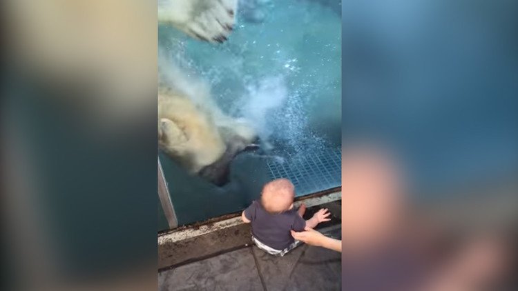Un oso polar intenta tragarse a un bebé en un zoológico