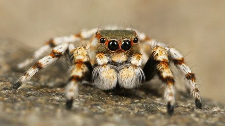 Descubren en Colombia una especie de tarántula que ataca de una manera inesperada