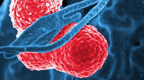 Hallan la primera prueba de que las bacterias intestinales manipulan a nuestro cerebro