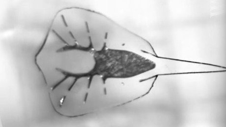 Video: Raya cyborg hecha a partir del corazón de una rata y oro nada carrera de obstáculos