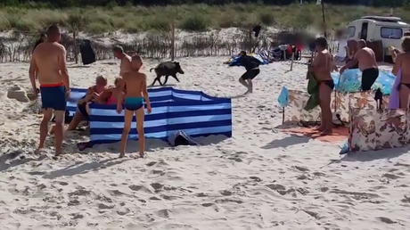 Ese extraño momento cuando estás en la playa y del agua sale… ¡un enorme jabalí! 