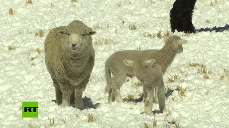 Las heladas son las enemigas letales de los criadores de alpaca de Perú