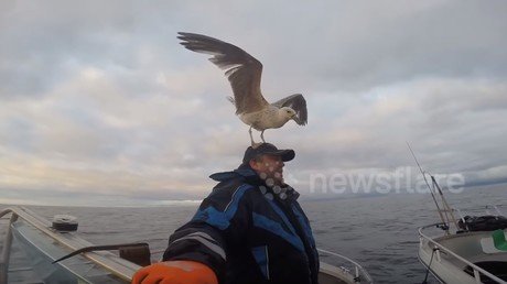 Amor a primera vista: cuando una gaviota se posa sobre tu cabeza y no quiere irse