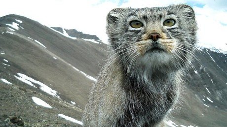 Estas podrían ser las últimas fotos del "gato más sigiloso del mundo"