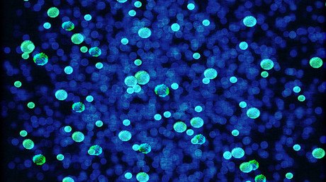 Infografía: Nuestros 'mensajeros' intercelulares pueden ser virus mutantes