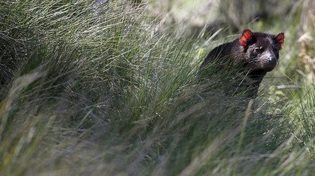 Identifican los restos de un marsupial "hipercarnívoro" que vivió hace 5 millones de años