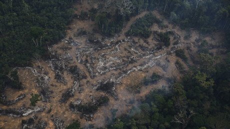El agronegocio es el principal responsable de la deforestación en América Latina