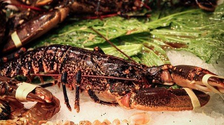 Rescatan a una langosta de casi 100 años que iba a ser cocinada, pero no llega viva al acuario