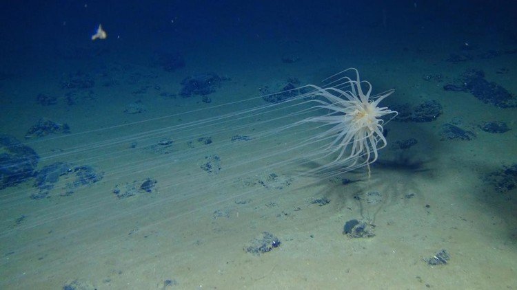 Fotos: Hallan nuevas formas de vida en el fondo del océano Pacífico