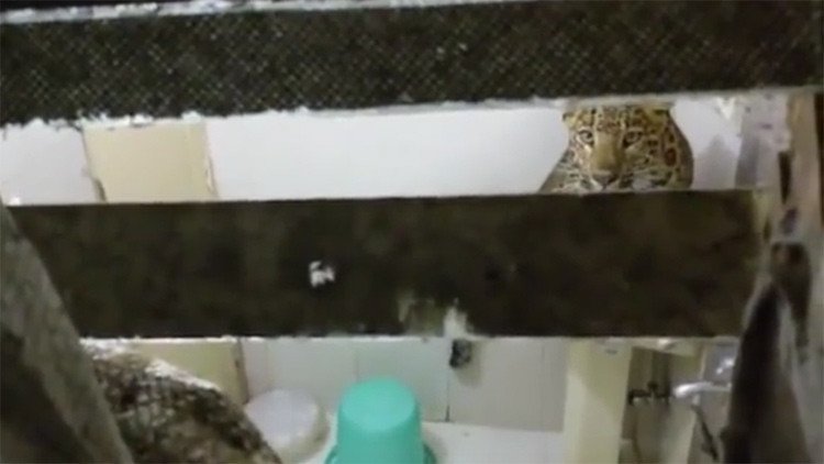 Invitado inesperado: un leopardo entra a la habitación de una pareja en su luna de miel (video)