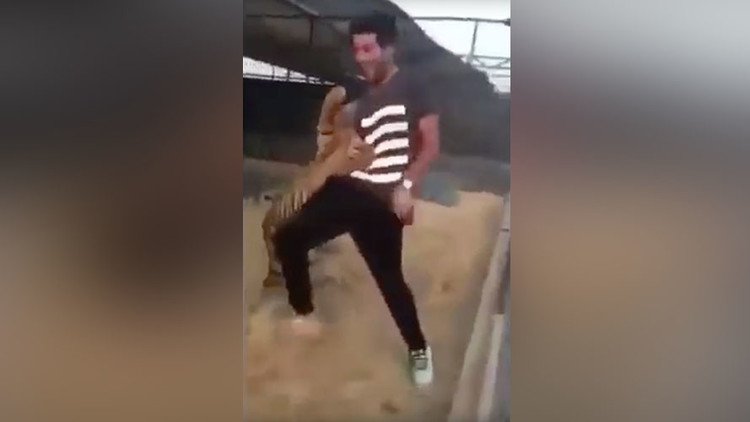 Jugando con la muerte: un tigre ataca a un hombre que intenta jugar con él 