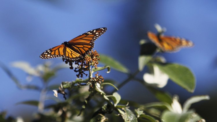 La crueldad de la naturaleza: Liberan una mariposa y se topa con una muerte inesperada
