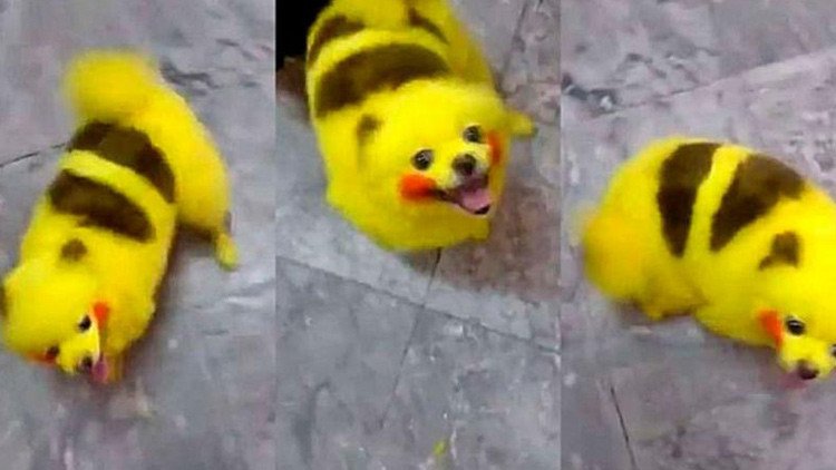 VIDEO: Fanático de Pokémon Go tiñe a su perro para tener su propio Pikachu 