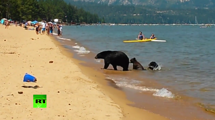 ¡Qué calor!: Una familia de osos se cuela entre bañistas en un lago 