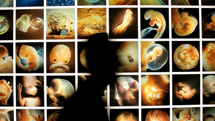 Polémica en EE.UU. por la propuesta de crear embriones mixtos humanos y animales