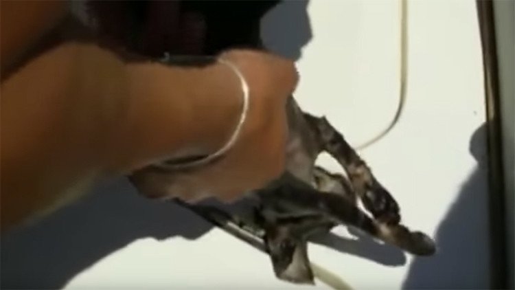 El boca a boca de unos guardacostas italianos salva la vida de un gatito rescatado del mar (video)