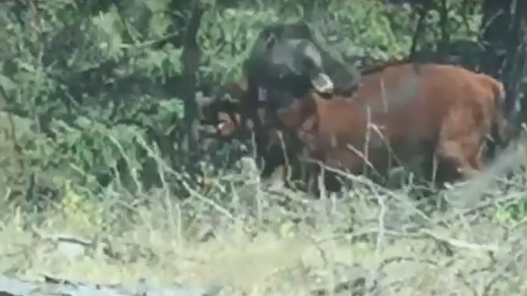 Fuerte video: Un oso se encuentra a una vaca y la devora