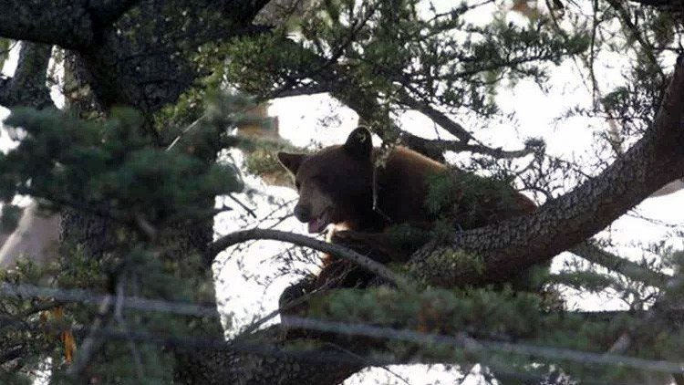 Mata a un oso que amenazaba su casa y sus vecinos le hacen la vida imposible