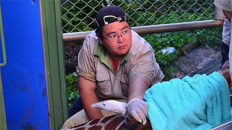 Una jirafa de un zoológico de Taiwán muere de ansiedad cuando iba a conocer a su 'novia'