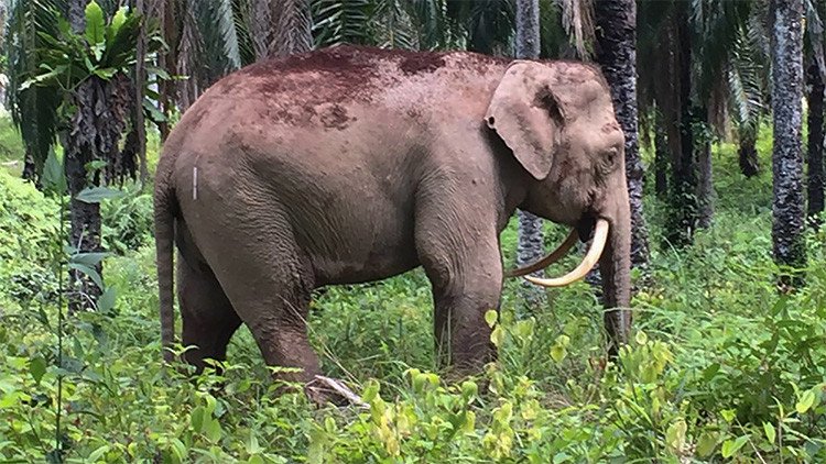 Aparece en Malasia un extraño elefante 'dientes de sable' con los colmillos invertidos (Foto)
