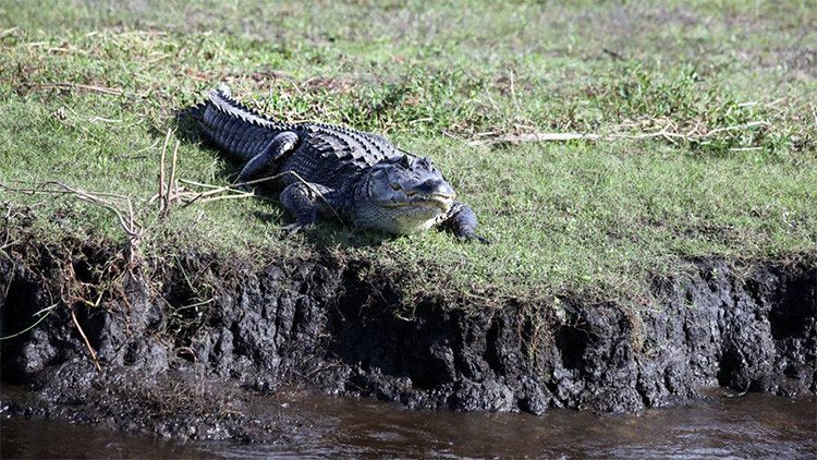 Un caimán le arranca el brazo a una mujer en un muelle en Florida