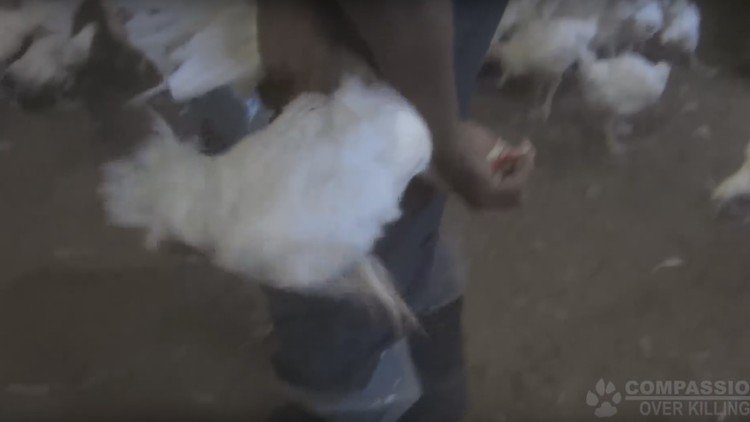 FUERTES IMÁGENES: Abuso animal en una de las granjas proveedoras de KFC y McDonald's