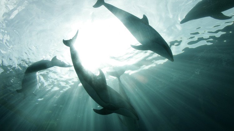 Japón: Turistas se bañan con delfines que serán sacrificados en la cacería anual de Taiji (video)
