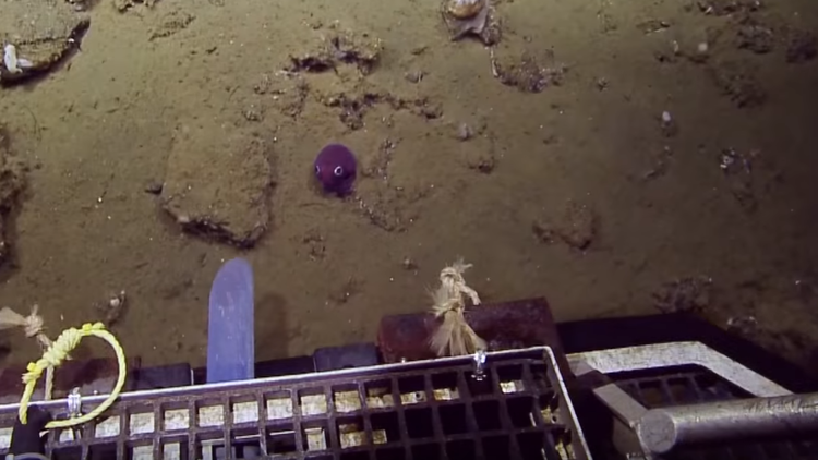 ¿Es real o es un juguete? Este pequeño animal asombra a un grupo de investigadores submarinos