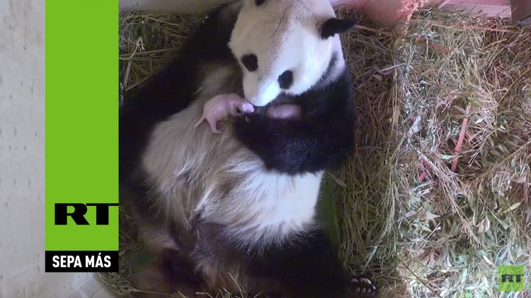 Una osa panda da a luz unos gemelos en el zoológico de Viena 
