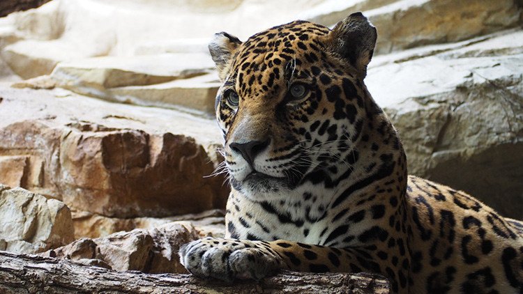 ¿Una ilusión óptica? Un leopardo camuflado desconcierta a los internautas