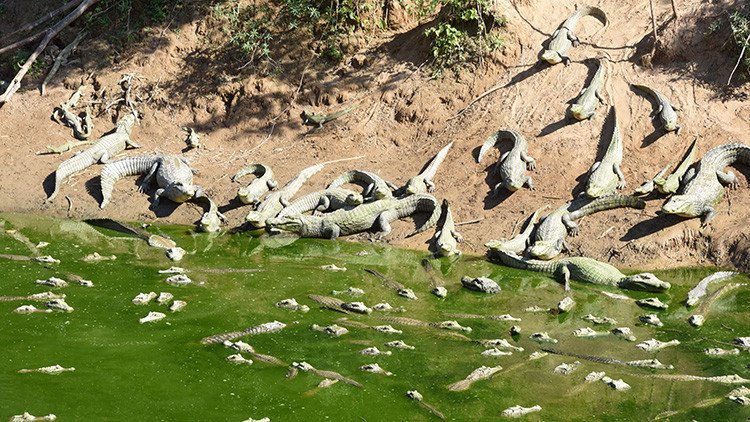 La peor sequía en 19 años deja un cementerio de caimanes en Paraguay (FOTOS)