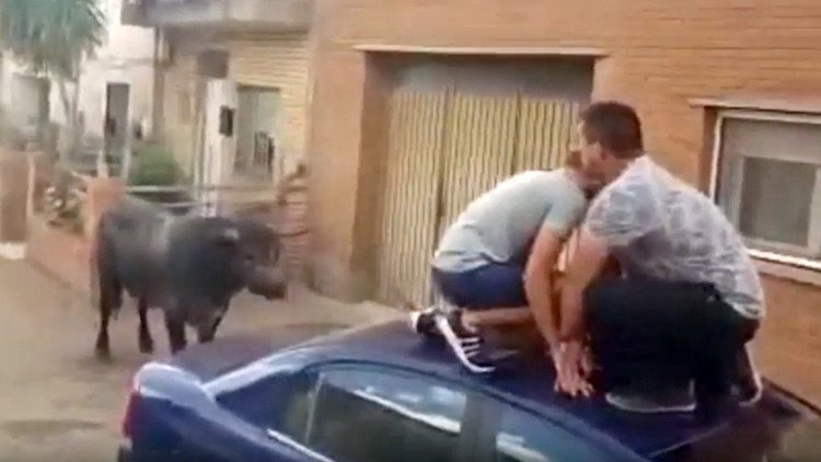 España: Un toro embiste a una niña de 7 años (video)