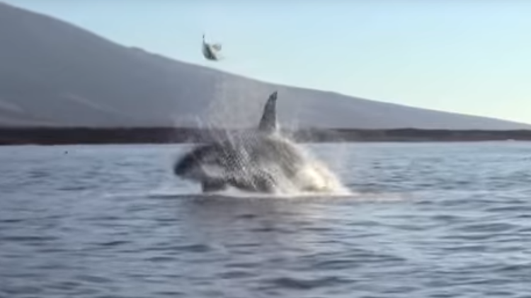 Llegan a ver un espectáculo de orcas y se encuentran con la tortura de una tortuga 