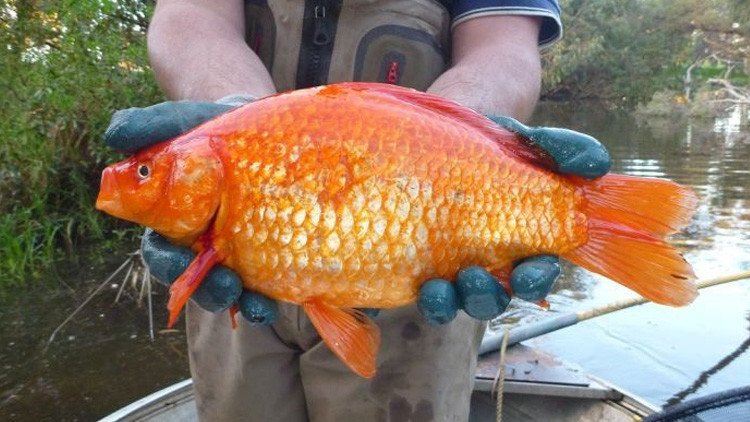 Las monstruosas consecuencias de liberar un pez dorado en el río 