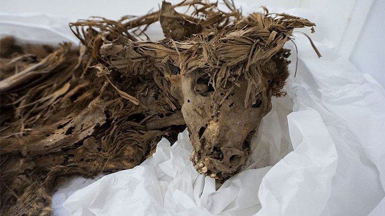 Resuelven el misterio del entierro masivo de perros en el Perú precolombino