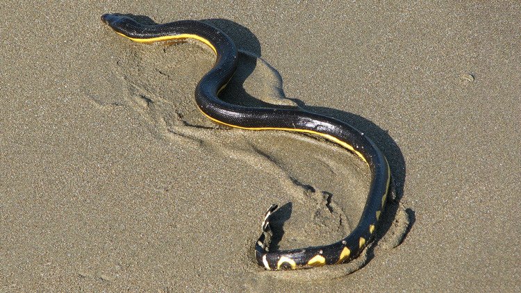 ¿Una serpiente venenosa capaz de cruzar los océanos?