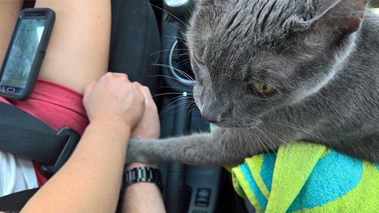 Foto: Un gato enfermo sostiene las manos de sus dueños durante su viaje final 
