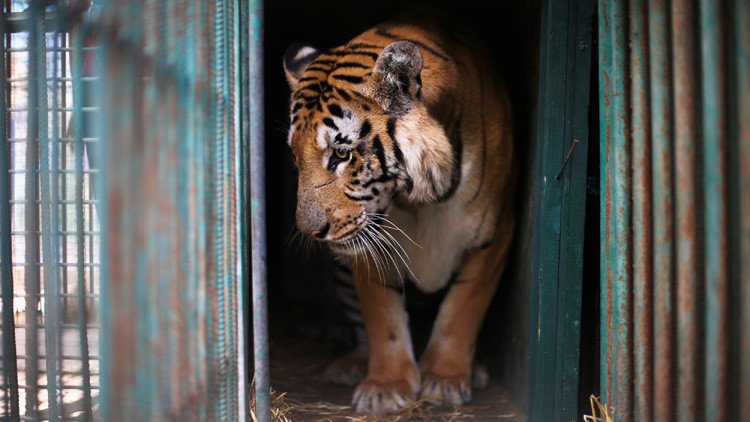 Un 'infierno': Cierran el "peor zoológico del mundo" (Video, fotos)