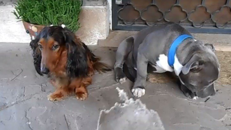 Increíble reacción de dos perros ante la reprimenda de su dueño 