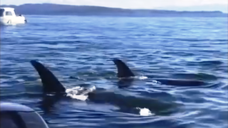 Una foca 'burla' a un grupo de ballenas asesinas